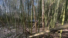 Terrain bord de Loire + d'1hectare proche de NEVERS FOURCHAMBAULT LA CHARITE SUR LOIRE (58)