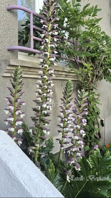 Maison à vendre 4 pièces BREST (29)