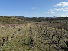 Boutique Organic Vineyard & 4-Suite Guest House – A Turnkey Lifestyle Business