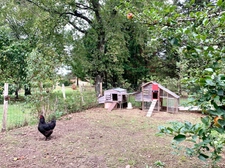Maison périgourdine avec piscine, verger et 1 ha – campagne de Bergerac