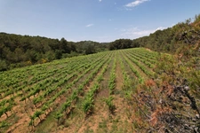 ? À vendre – Vignoble de 1,5 ha avec fort potentiel – Creissan (34370)