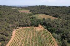 ? À vendre – Vignoble de 1,5 ha avec fort potentiel – Creissan (34370)