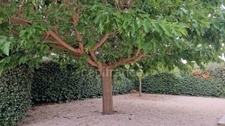 Maison T4 de plain-pied 4 faces avec garage et jardin – Magalas (34)