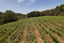 ? À vendre – Vignoble de 1,5 ha avec fort potentiel – Creissan (34370)