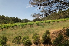 ? À vendre – Vignoble de 1,5 ha avec fort potentiel – Creissan (34370)
