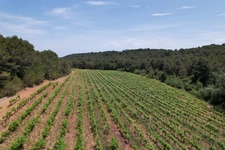 ? À vendre – Vignoble de 1,5 ha avec fort potentiel – Creissan (34370)