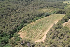? À vendre – Vignoble de 1,5 ha avec fort potentiel – Creissan (34370)