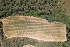 🌿 À vendre – Vignoble de 1,5 ha avec fort potentiel – Creissan (34370)