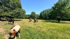 Maison 135 m² - 3 chambres chacune avec salle d'eau – 2 hectares – Prairie pour chevaux – DPE B – 10 min de Montpon
