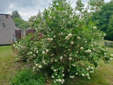 🌿 Écolieu en centre bourg - 2,4 ha - Scaër