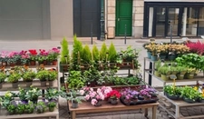 A A vendre COLOMBES (92) - Fonds de commerce de fleurs (emplacement n°1) - 50 m2 - 92 000 € honoraires d’agence inclus 
