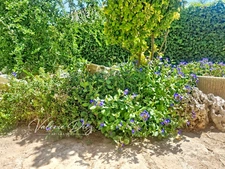 OCCUPIED LIFE ANNUITY INVESTMENT – 154 m² house with garden and garage in Vaison-la-Romaine