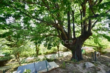 Dpt Corse (20), à vendre EVISA, propriété avec six chalets en bois, terrasse vue panoramique, piscine, parking