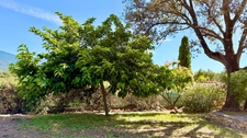 ECCICA-SUARELLA (Corse) : Maison T4, caseddu en pierre, garage, terrain piscinable, vue dégagée