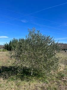 Terrain de loisirs de 2600m² à vendre à COLLIAS (30) - Environnement naturel privilégié