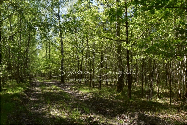 Territoire de Chasse de 171 hectares en Sologne