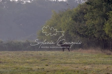 180 hectare hunting or recreational property in Sologne 