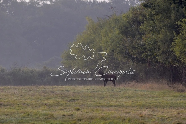 Propriété de Chasse ou d'Agrément de 180 hectares en Sologne 