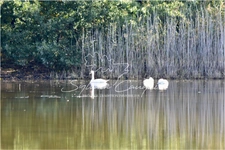 5 hectare Fishing or Recreational Property in the Orleans Forest