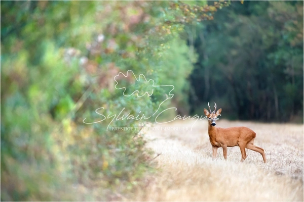 Propriété de Chasse ou d'Agrément de 37 hectares 