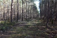 60-hectare hunting or leisure estate in Sologne