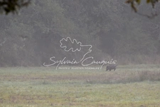 180 hectare hunting or recreational property in Sologne 