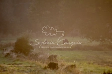 180 hectare hunting or recreational property in Sologne 