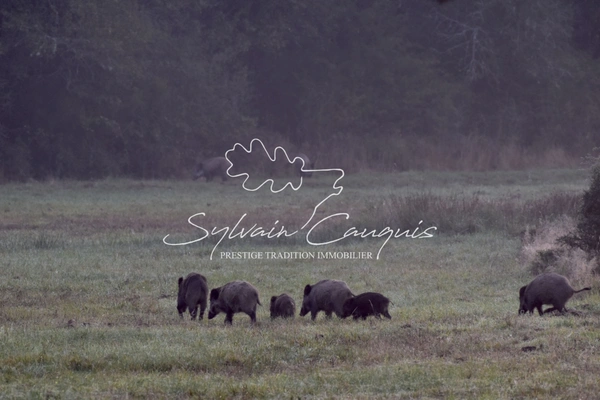 Propriété de Chasse ou d'Agrément de 180 hectares en Sologne 