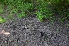 Hunting or leisure property of 40 hectares in Sologne