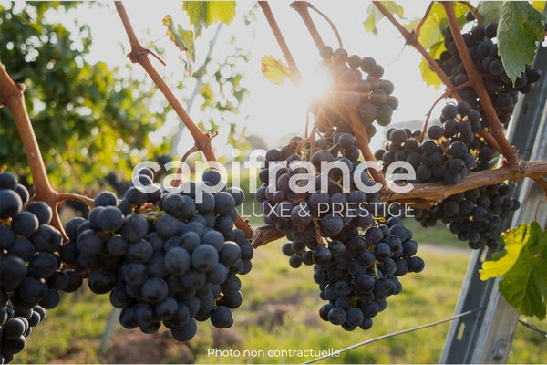 Propriété Viticole au cœur des prestigieux Crus du Médoc