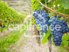 Wine estate in the heart of the prestigious Médoc Crus