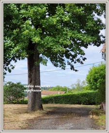 Maison à vendre 5 pièces CELLES SUR DUROLLE (63)