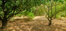 House for sale, 6 rooms, LE BOUSQUET D'ORB (34)
