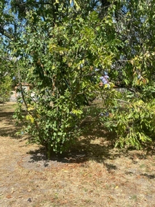 Maison à vendre 6 pièces CHILLEURS AUX BOIS (45)
