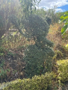 Maison à vendre 6 pièces CHILLEURS AUX BOIS (45)