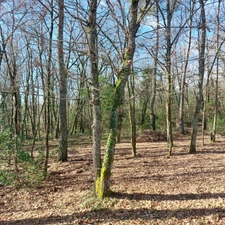 Dpt Tarn et Garonne (82), à vendre MONTAUBAN maison P7 de 216 m² - Terrain de 7 640,00 m² - Plain pied