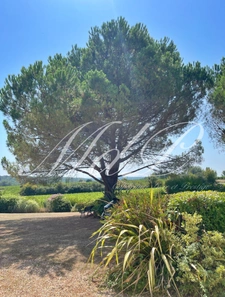Longère avec vue fantastique  (33)