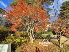 Apartment for sale, 4 rooms, BRON EGLISE area, with balconies and garage