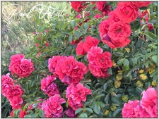 Family house of 235 m² - panoramic view - ALLEMOND (38)