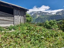 Chalet d’alpage à rénover LES CONTAMINES MONTJOIE (74)