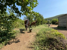 Dpt Gard (30), à vendre CENDRAS maison 71m2 et terrain 3300m2 environ.
