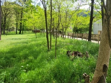 PEYREMALE (30) terrain à bâtir viabilisation en bordure 3500m2 environ.