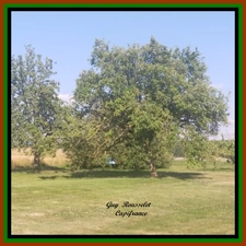 "MODULAR PROPOSAL 2" Property for sale: 9 rooms + Workshops + Sheds and adjoining land of 1499 m2 COURCELLES LES SEMUR (21)