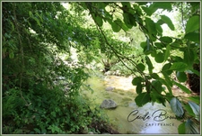 Maison de campagne avec accès privé à la rivière SAINT LAURENT DE CERDANS (66260)