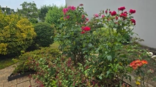 Maison à vendre 7 pièces CESSON SEVIGNE (35)