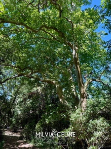 Propriete à vendre 32 pièces proche de CARCASSONNE (11) 2 habitations 522m2+ parc 2,82 hectares + dépendances