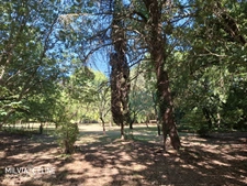 Property for sale 32 rooms near CARCASSONNE (11) 2 dwellings 522m2 + park 2.82 hectares + outbuildings