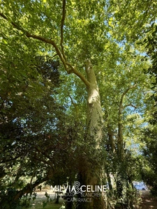 Property for sale 32 rooms near CARCASSONNE (11) 2 dwellings 522m2 + park 2.82 hectares + outbuildings
