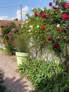 Maison plain-pied à RIEUX MINERVOIS 78m2 habitables, un  gite de 50m2 sur terrain 725m2, piscine