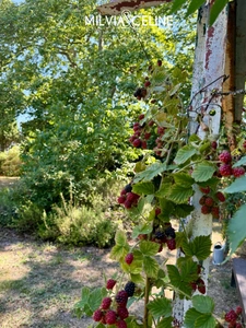 Propriete à vendre 32 pièces proche de CARCASSONNE (11) 2 habitations 522m2+ parc 2,82 hectares + dépendances